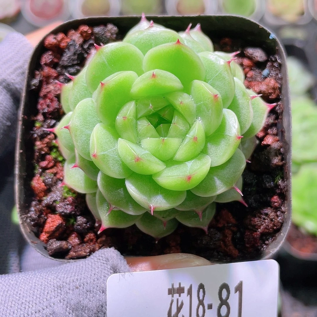 花利美18-81海王
