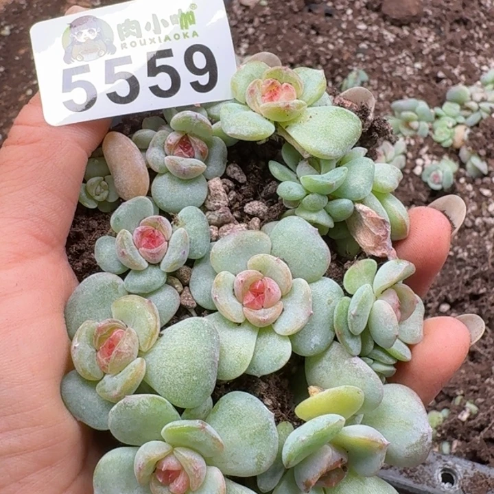 多肉植物多肉植物
