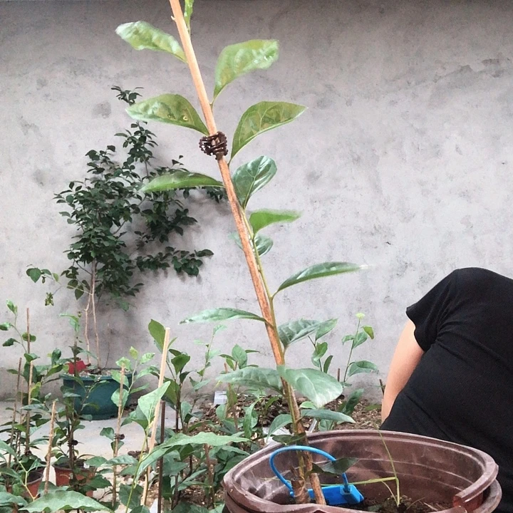 探***园无花朵紫衣女49家接苗