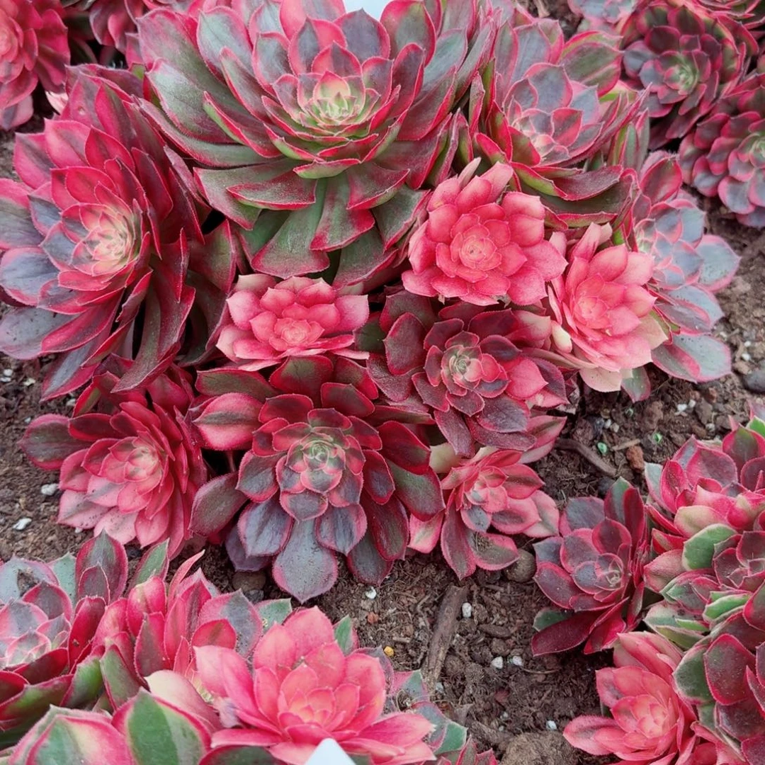 31法师锦多肉659黑魔锦发货