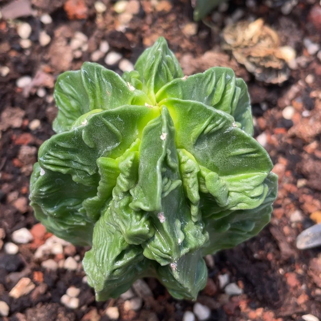 实生，优选核桃鸾凤玉6.5公分福利