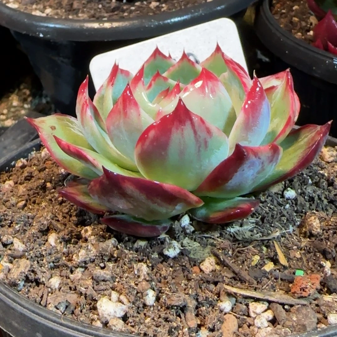 惊鸿一物一拍包装收缩花旱219