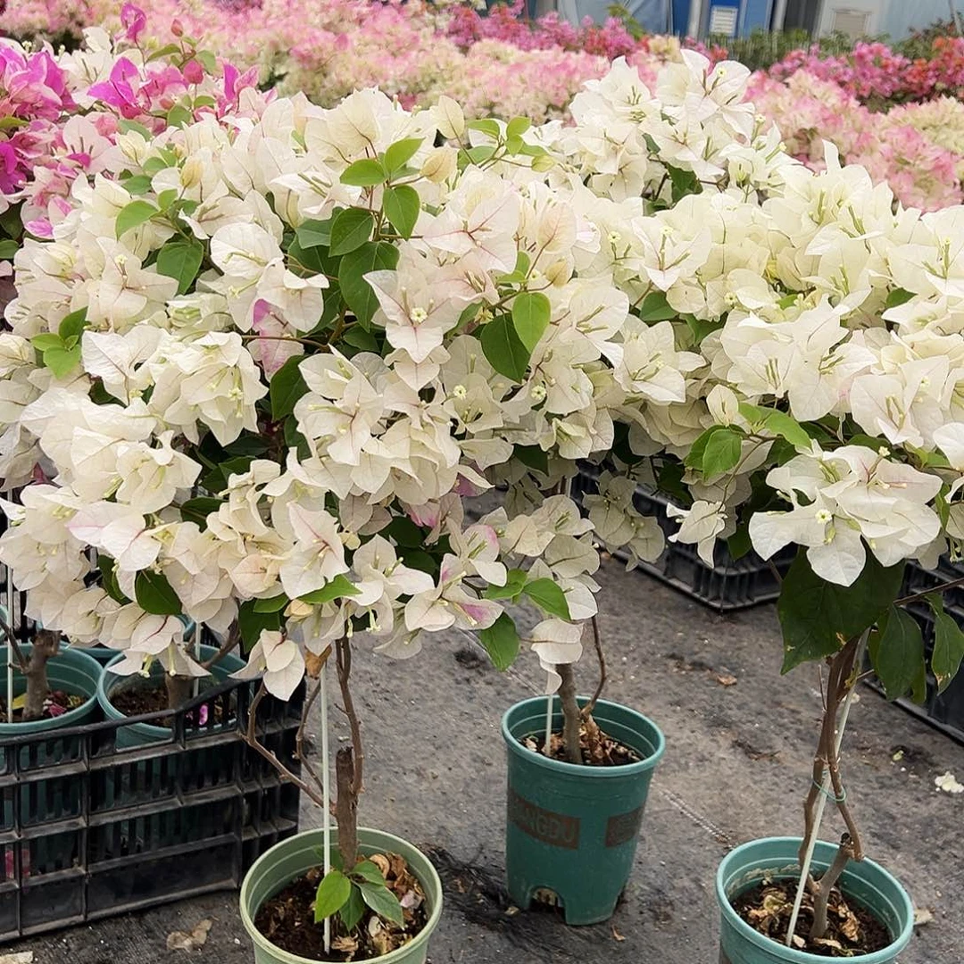 大部分花苞少量开放三角梅带竹一棵