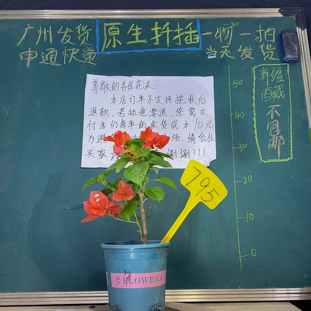 当前无花栽培后可以开花  暗斑夕阳红  795