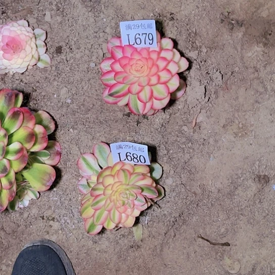 679倾城680荔枝多肉植物