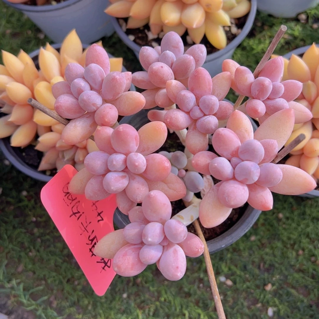 香玉的故事是一个人