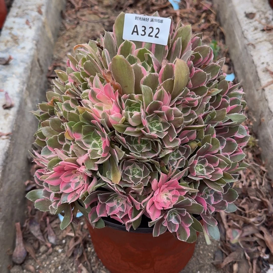 322男神，多肉植物