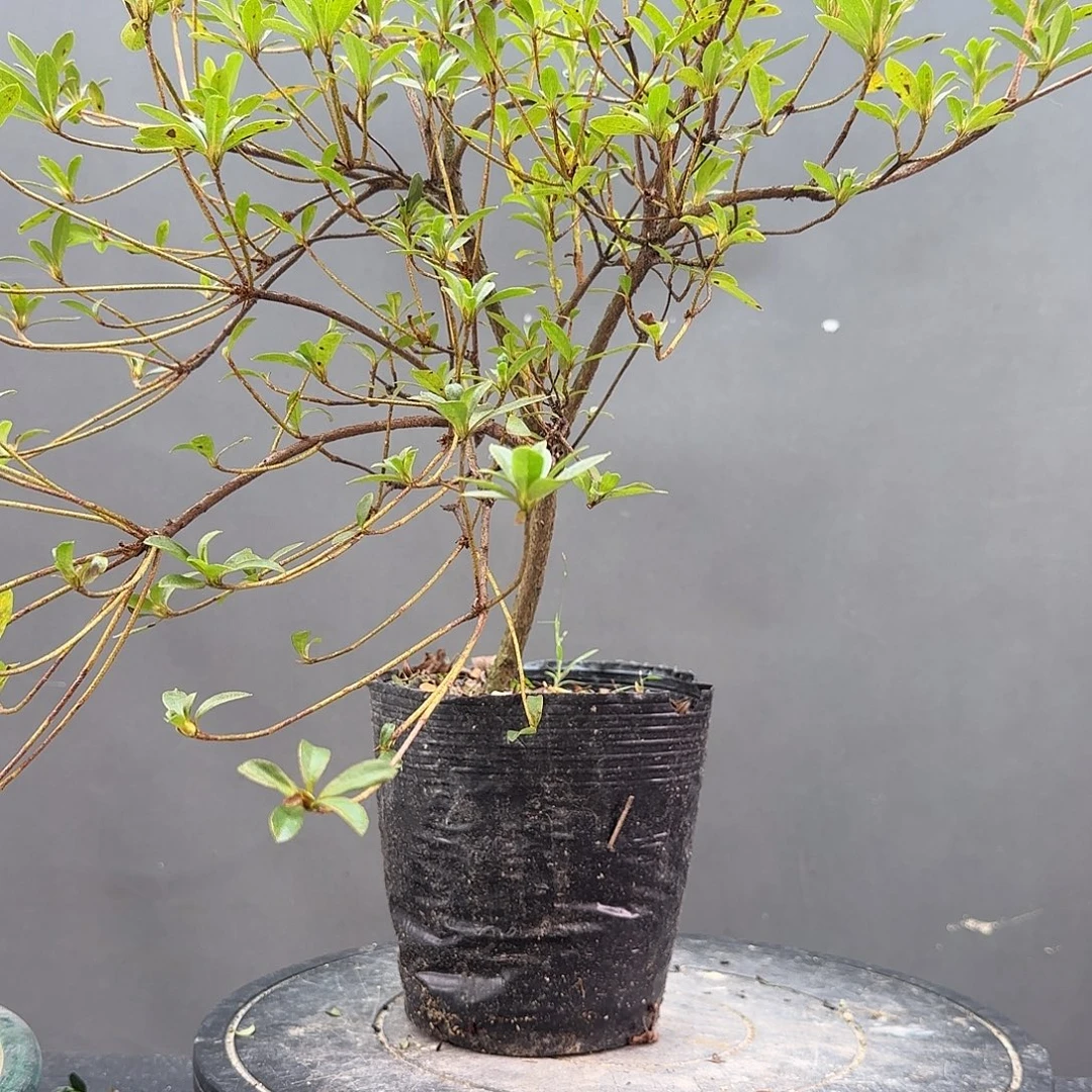 无花朵若惠有花朵