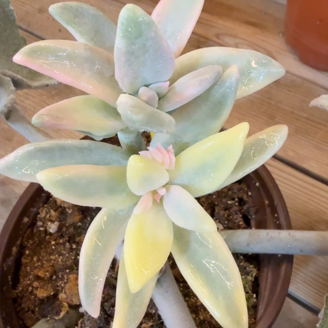 香蕉美人 安吉园艺锦