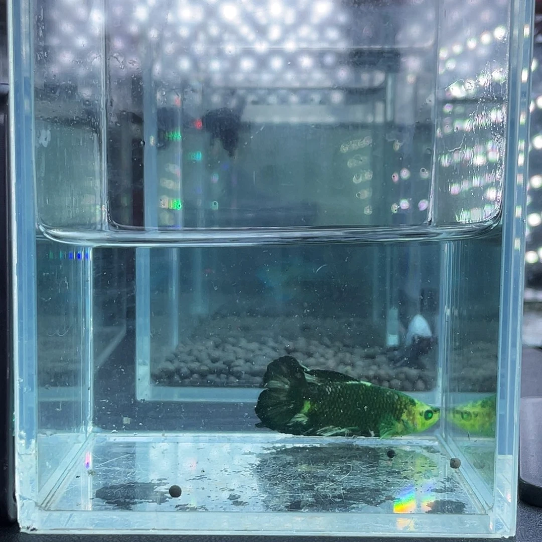 斗鱼65号915早双尾绿魔