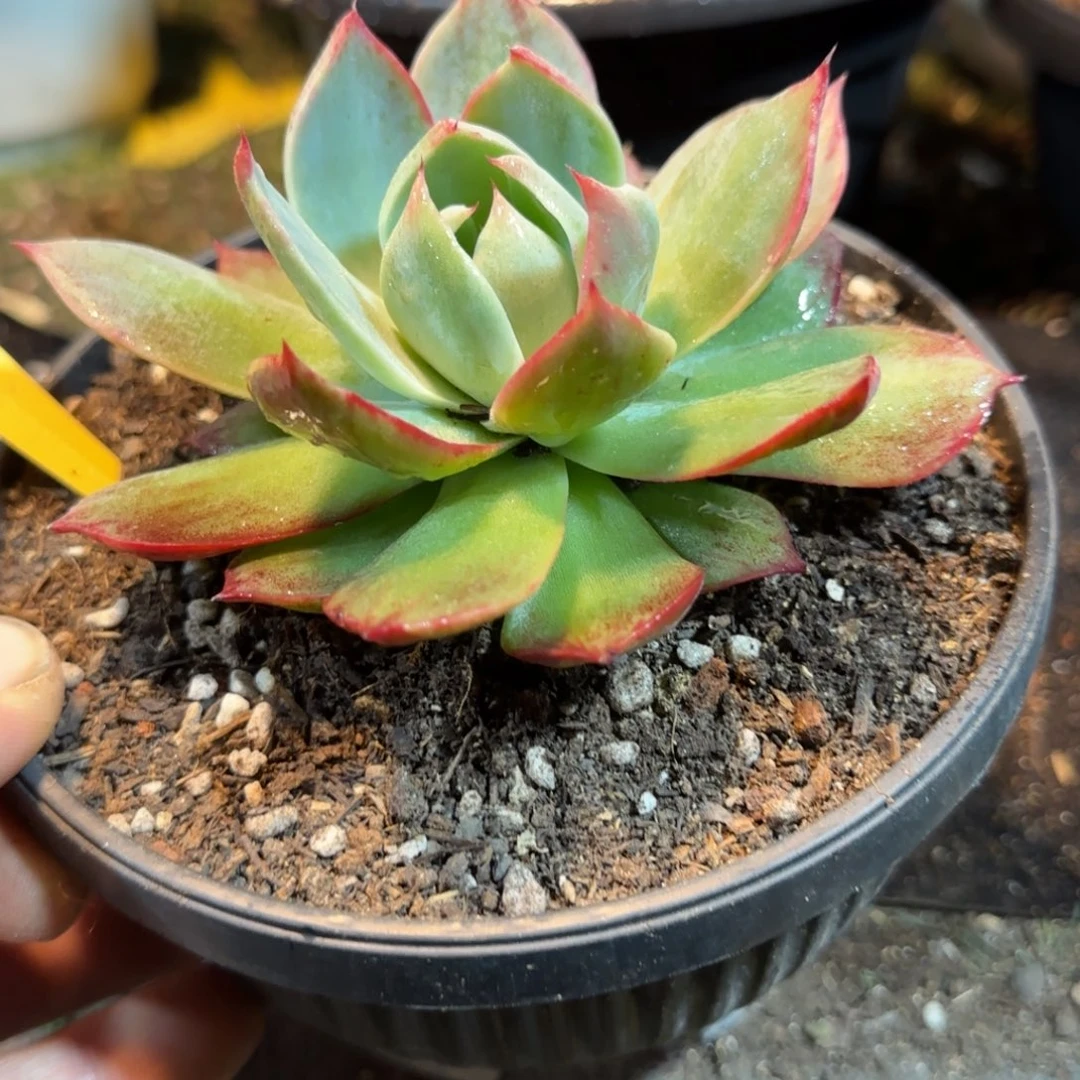 外翻立叶拉丝惊鸿一物一拍包装收缩花旱380