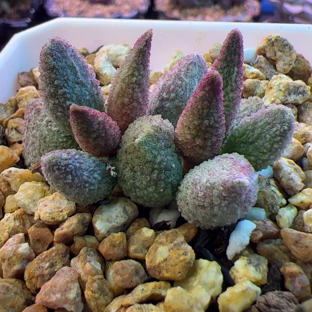 杂交啦啦啦啦啦啦啦啦