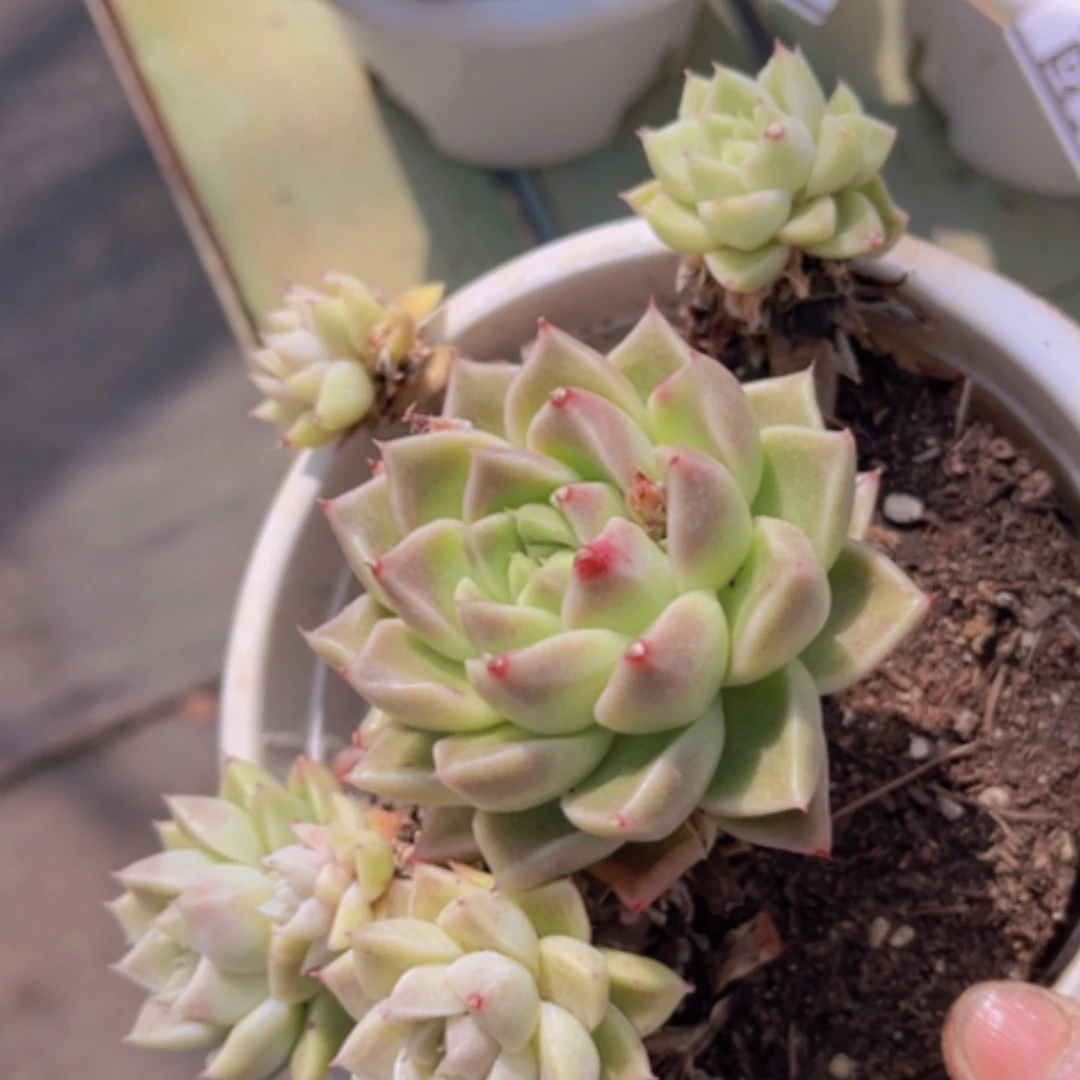 【闪购商品】石英10215