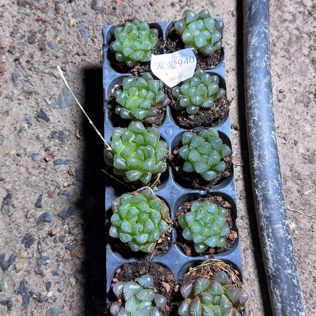 直播福利一物一拍940