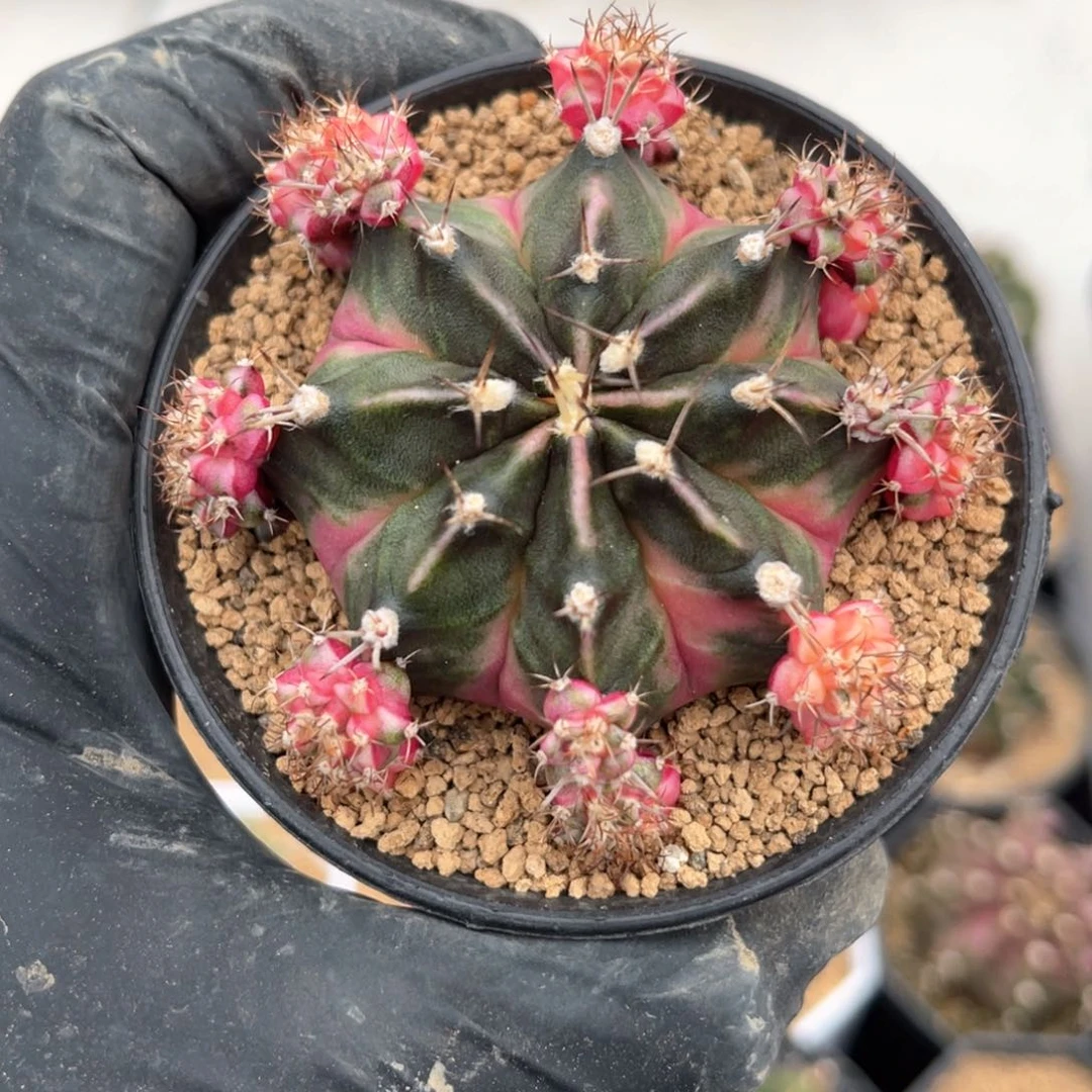 妮*妮子专怕哈哈哈哈哈哈