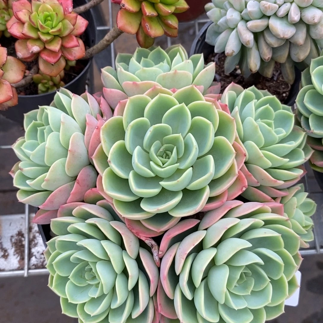 9224哈密瓜手捧一物一拍