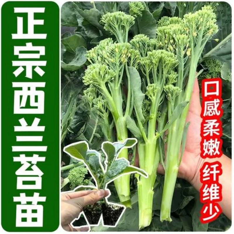 西兰苔苗秧苗带土西洋芥兰菜苔菜心正品高产盆栽耐寒秋冬季蔬菜苗