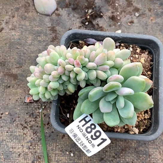 木糖醇缀化891 亏本处理退款拉黑7-8天发货