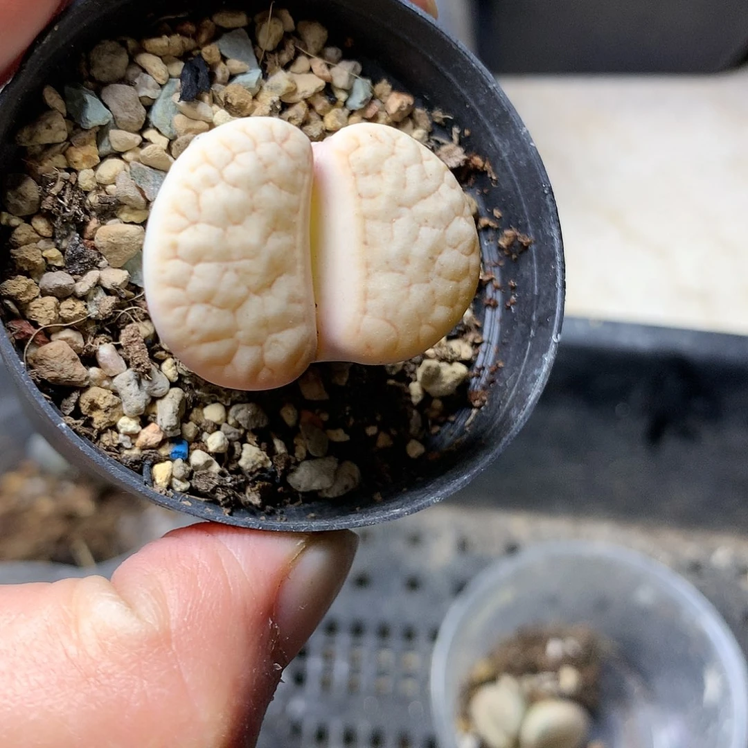 T436多肉植物保护研究所