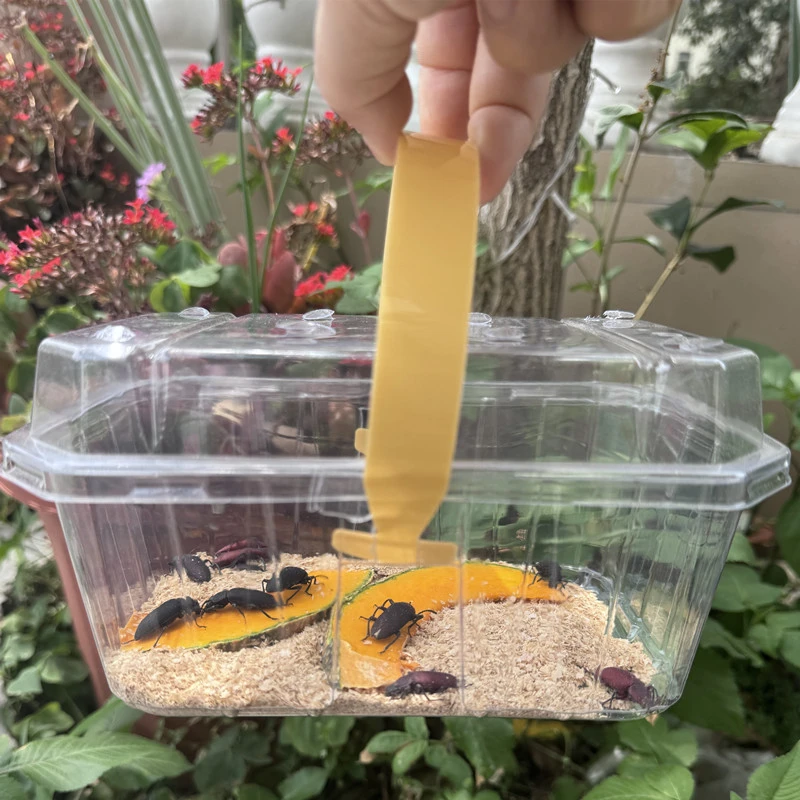 大麦虫种虫繁殖虫