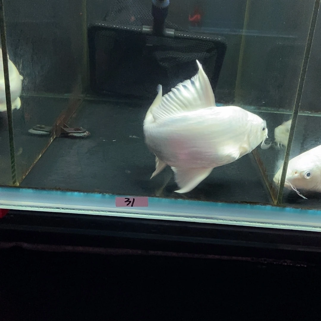 蓝***龙蝴蝶鲤鱼31号白色蝴蝶鲤