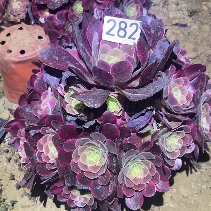 多肉植物法师282凤冠