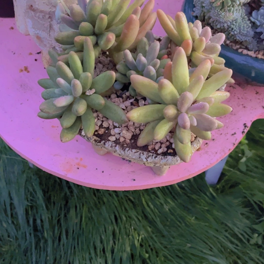 大*多肉植物保护研究所
