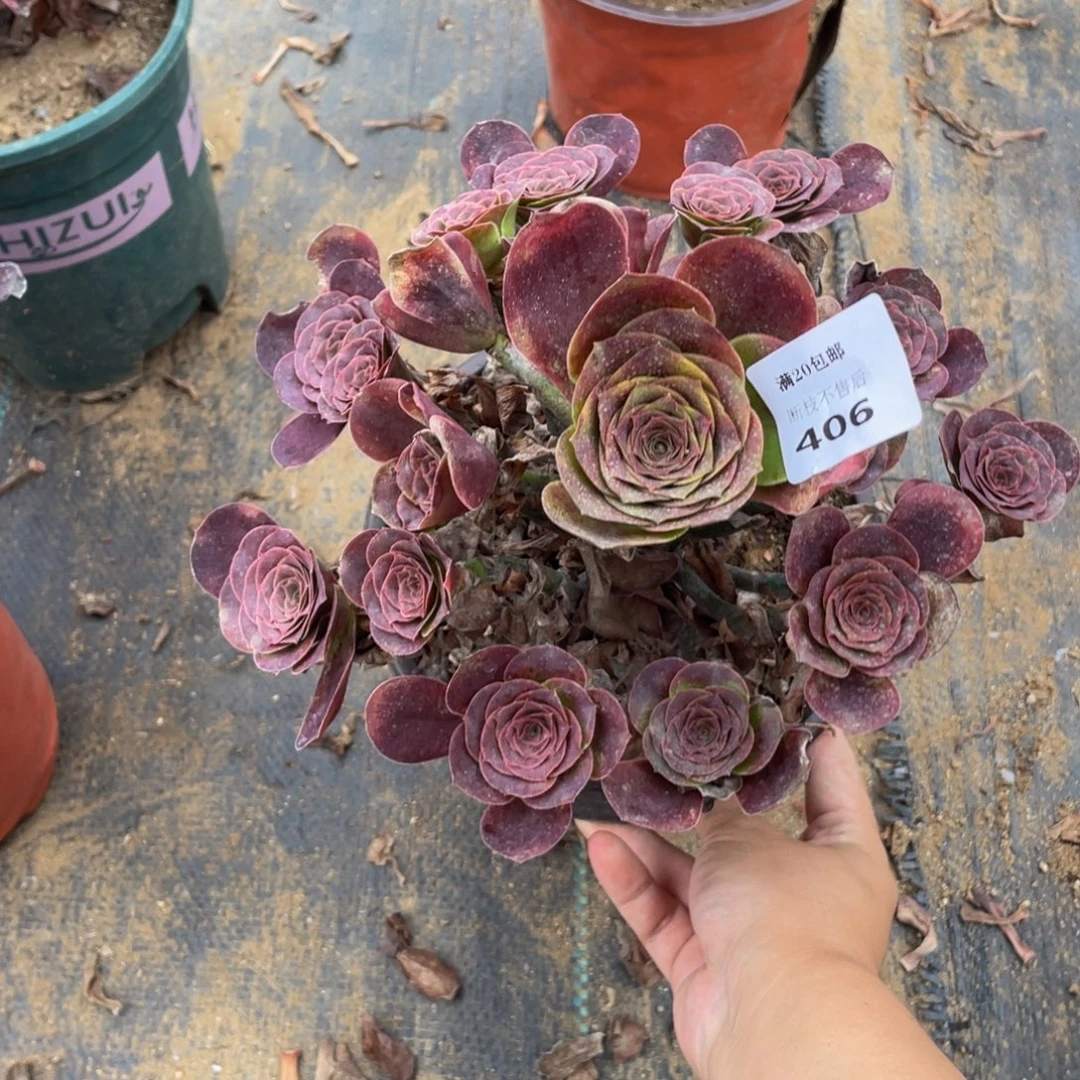 406魅金法师多肉断枝不包