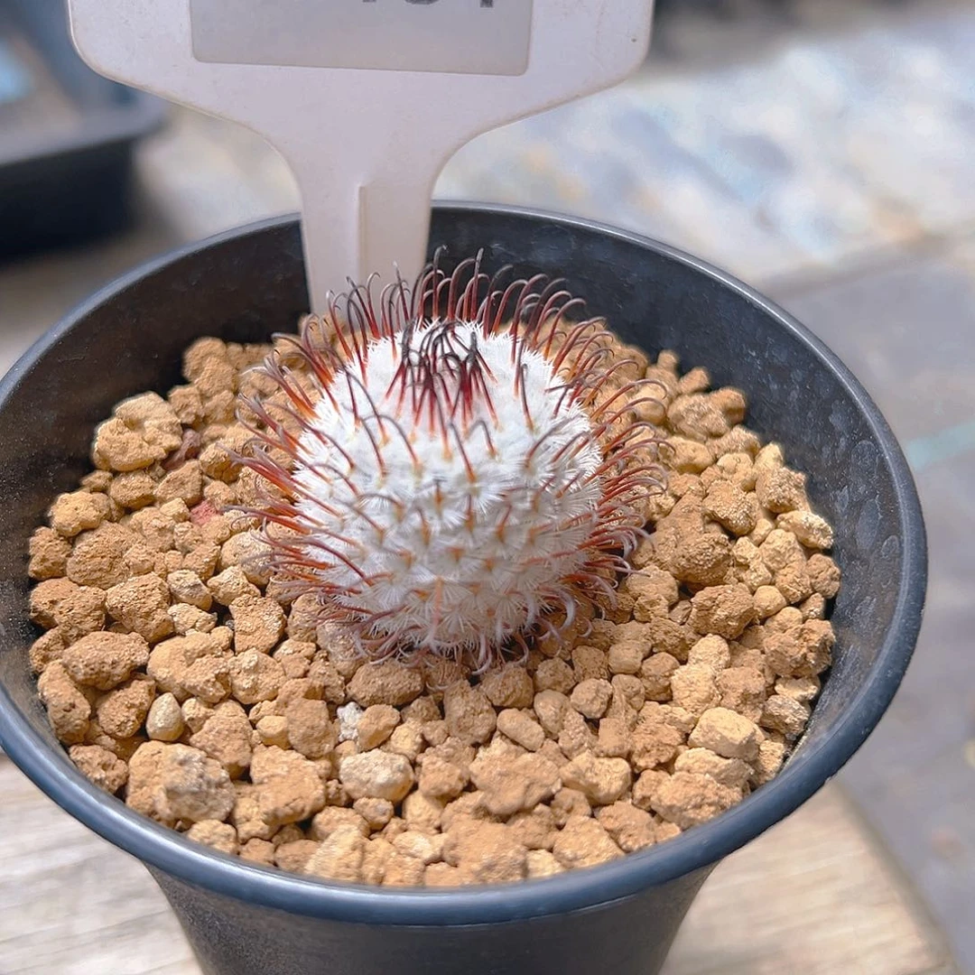 咔***咔7151实生仙人球专拍