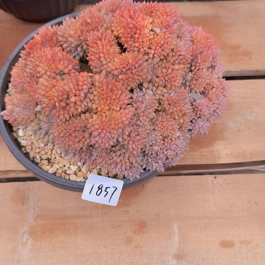 白***哥1857胖小丁缀多肉植物