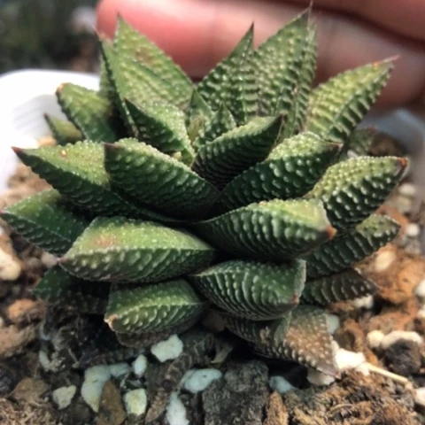 短叶原始母本带盆发货哈哈