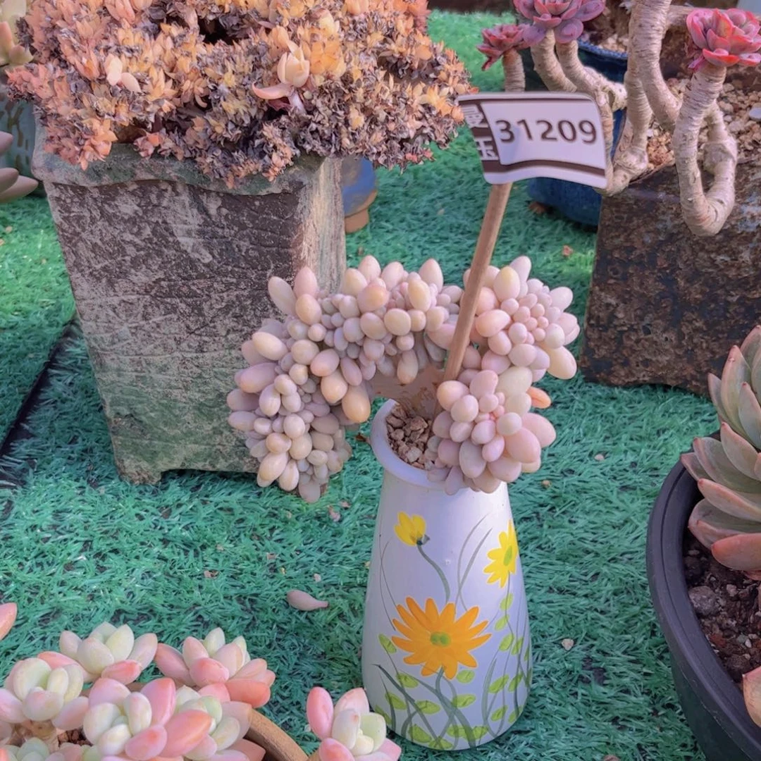 静****粉恋缀多肉植物31209