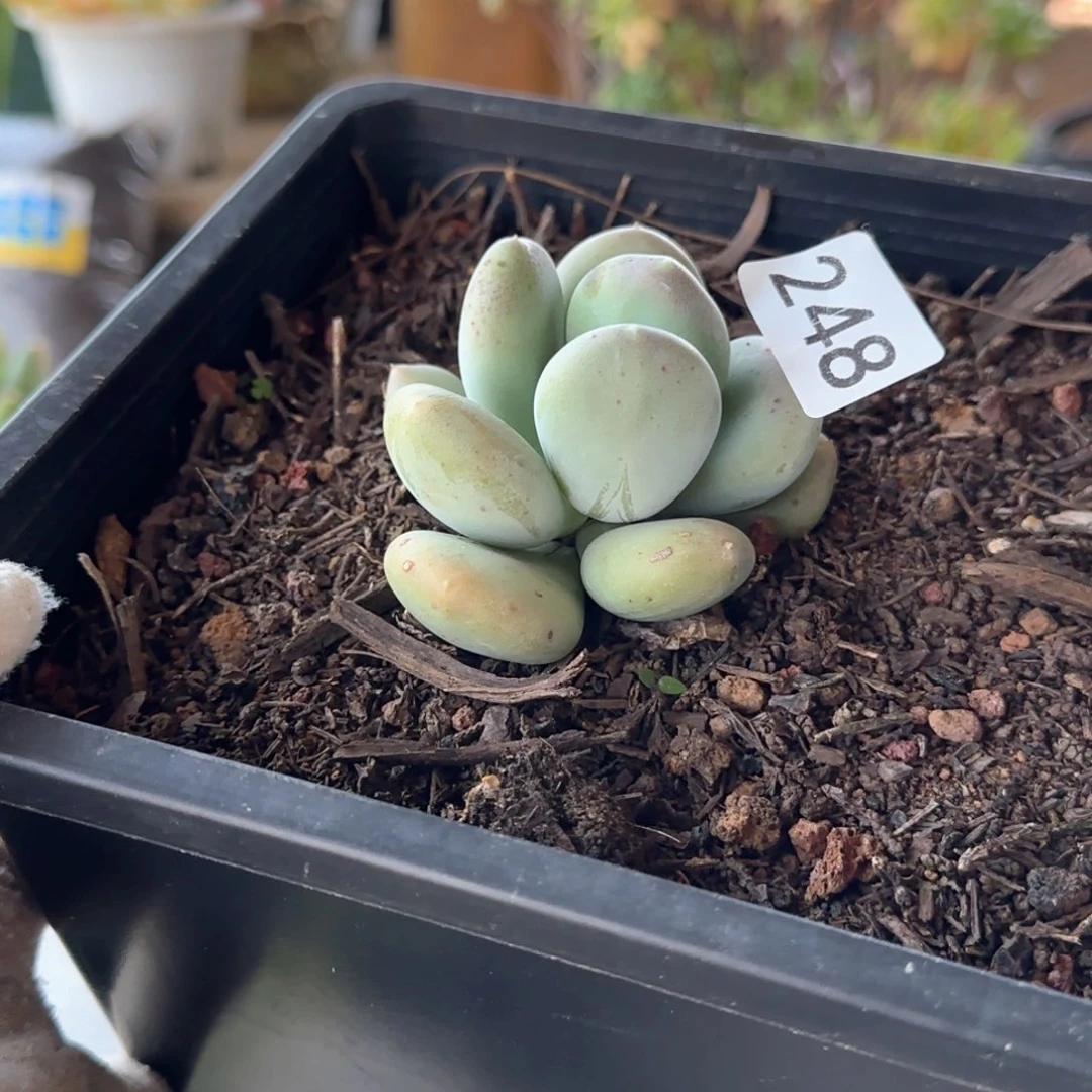 248号 一物一拍 一物一拍