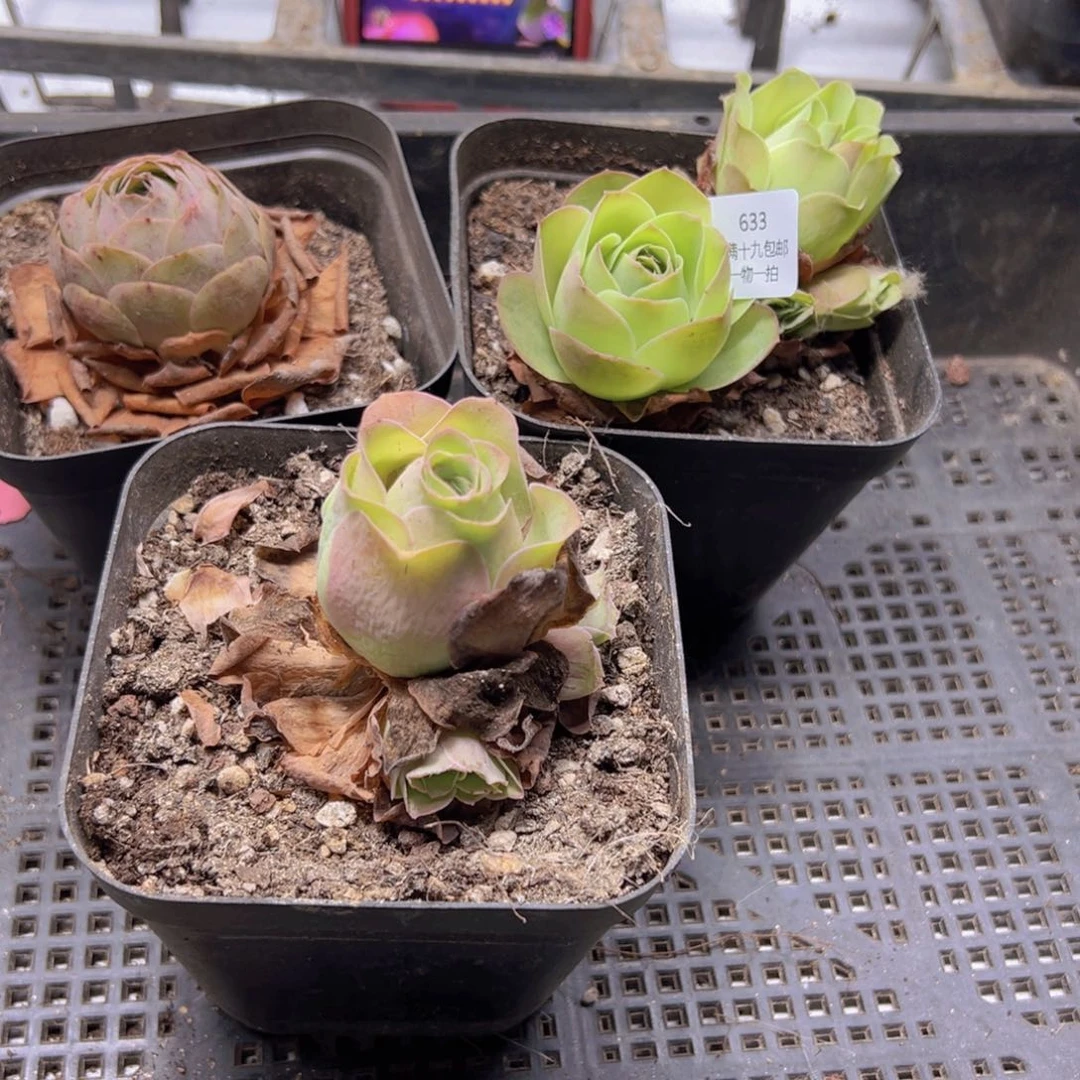 633 侧牙掉了不包损无售后