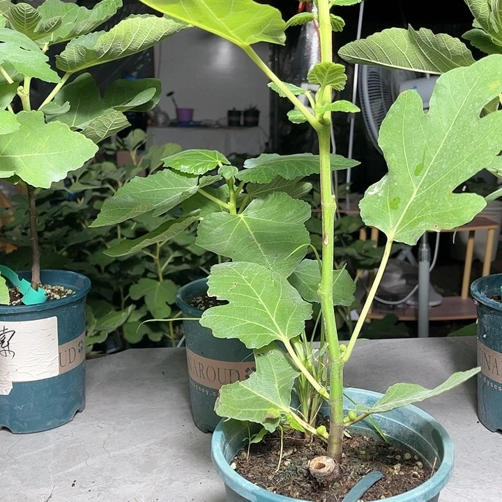 无花朵白蜜无花果