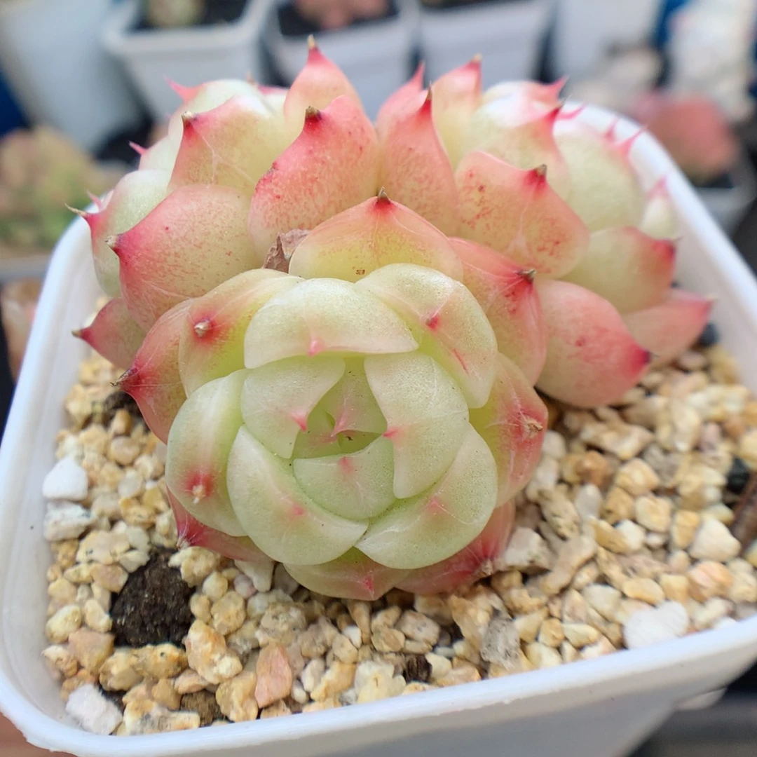 多肉植物。  麦秆60