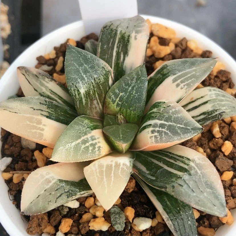 【闪购商品】实生锦100