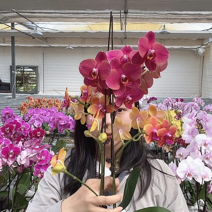 完全开放双花剑突尼斯加双花剑香恋组合优惠
