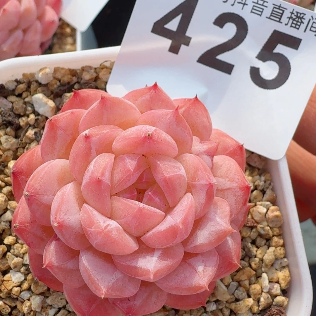 美心         精品多肉