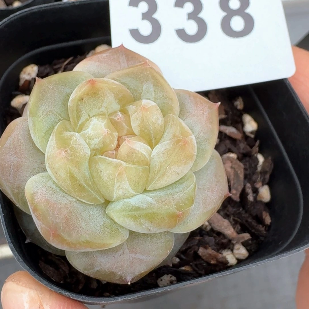 白体珍妮         多肉植物