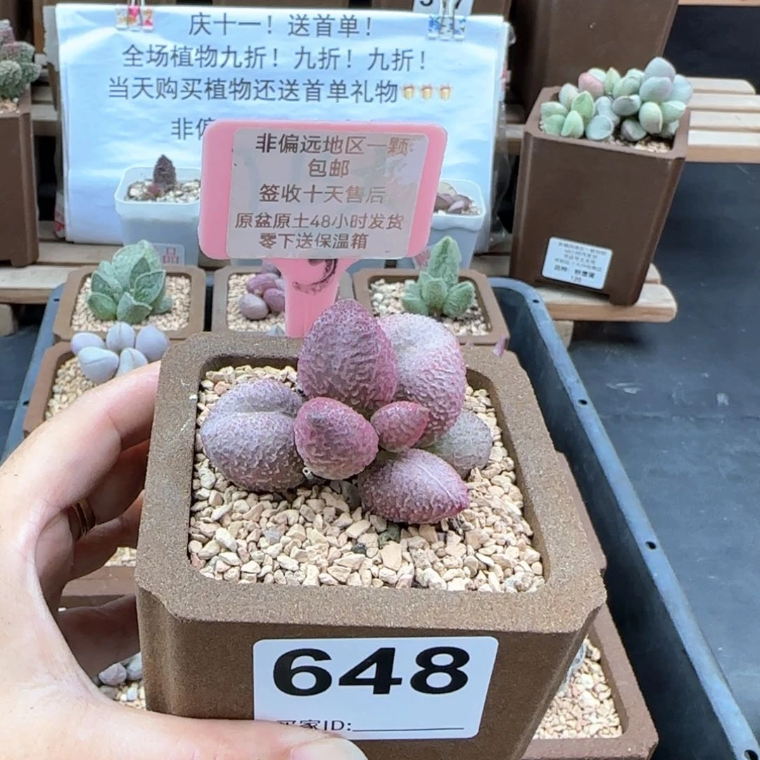 648糖果多肉植物
