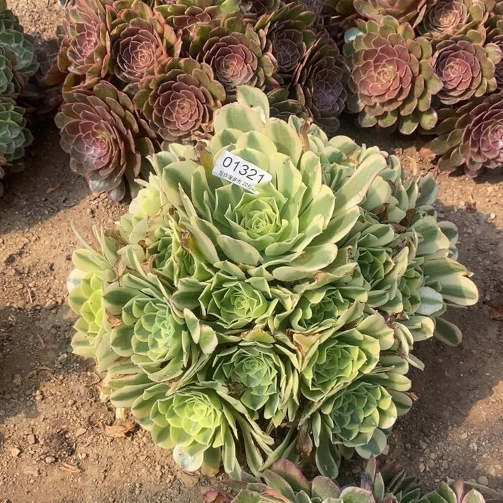 01321绿豆沙多肉植物