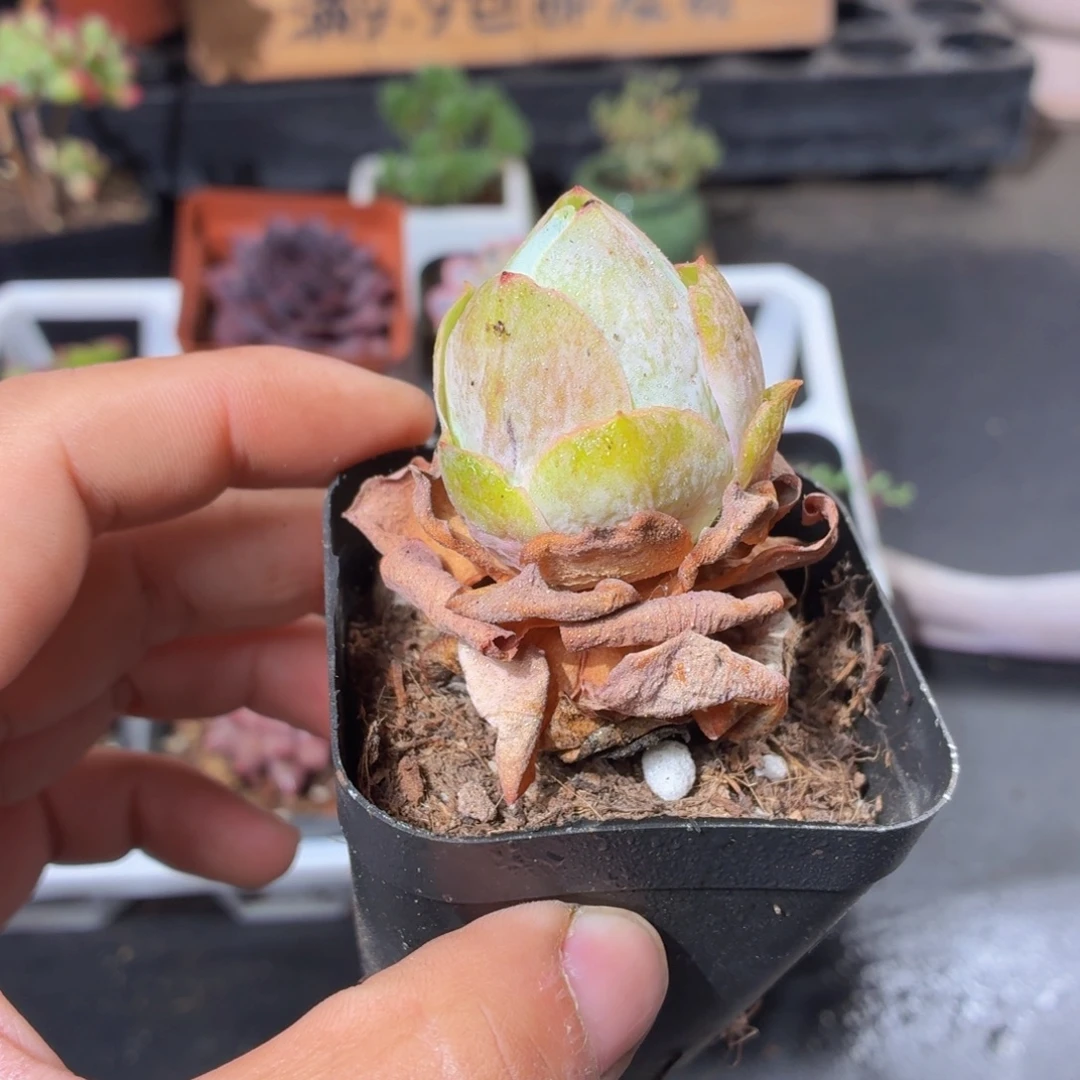 山地玫瑰多肉9.9包邮发货
