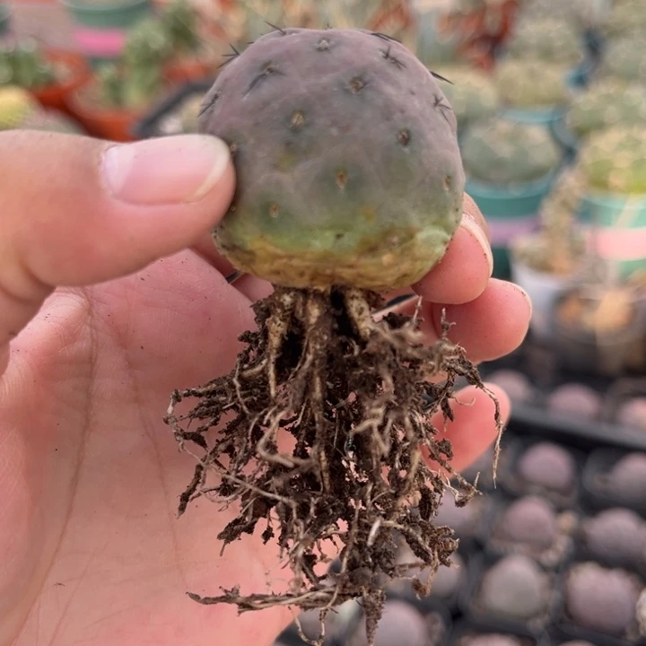 单头习志野根旺好养皮实