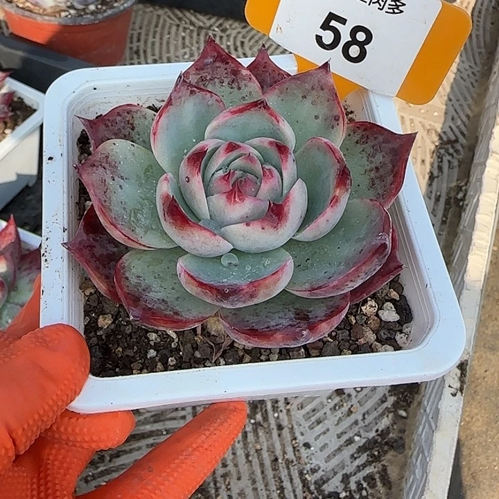潘***莉58 惊鸿仙子多肉植物7-9cm