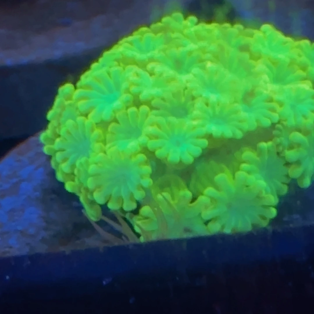 纽扣珊瑚茉莉一盘