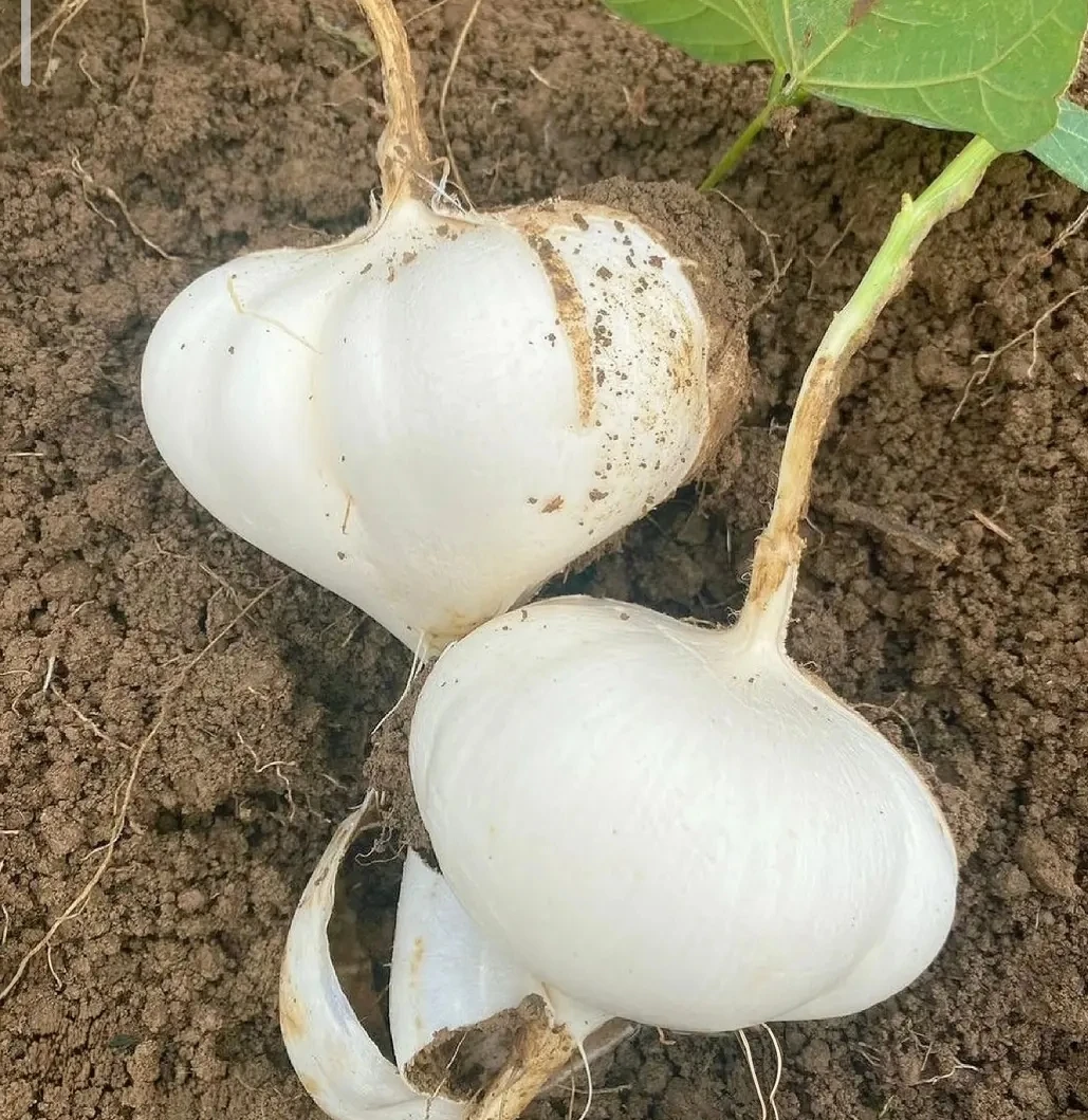 贵州高山地萝卜地瓜凉薯现挖脆甜多汁产地直发三农产品