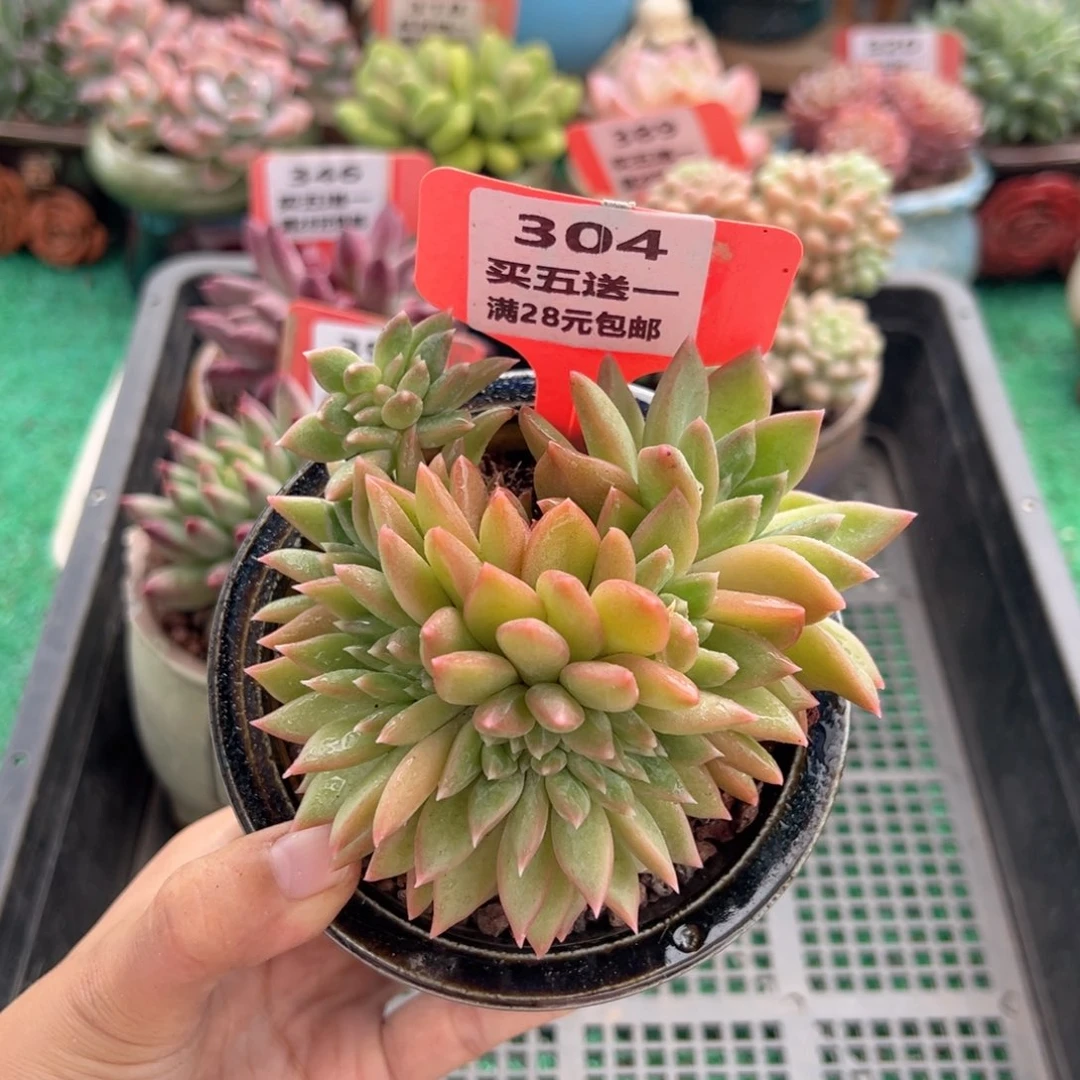 表妹精品多肉植物304.