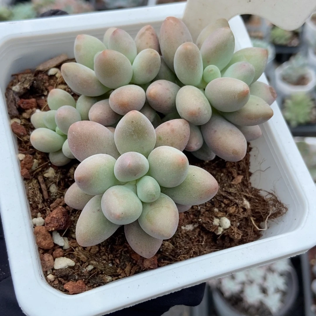 910粉色恋人多肉植物