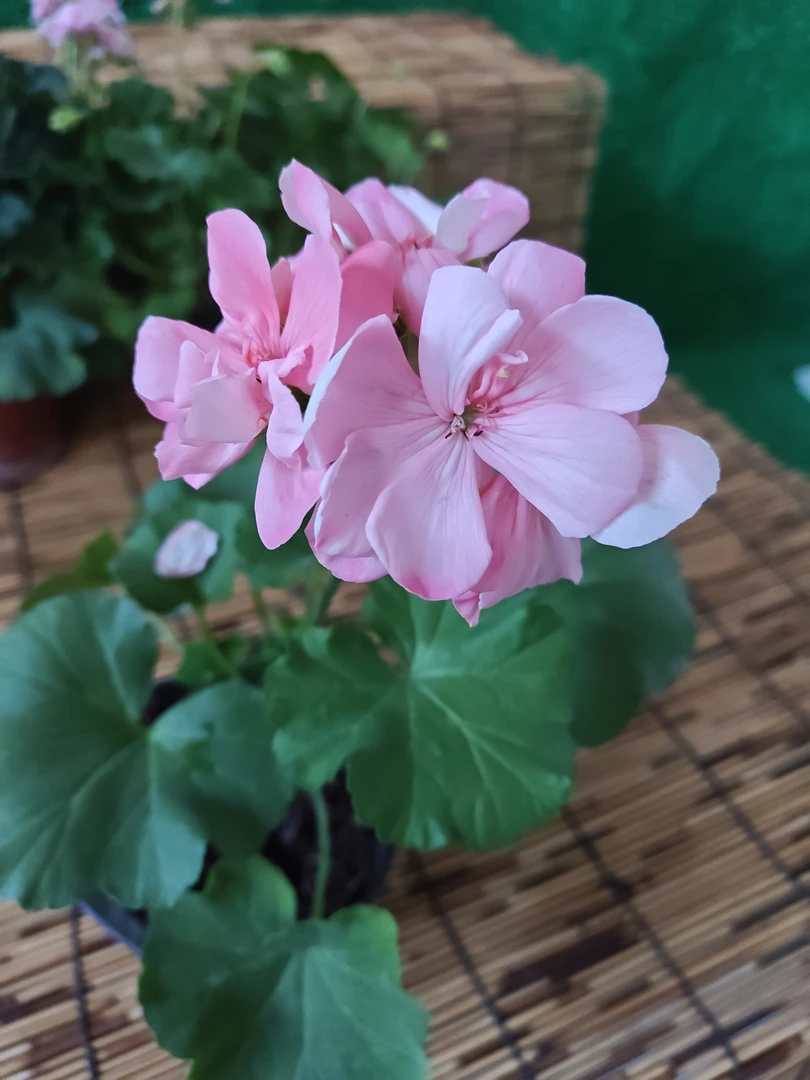 【珊瑚柔粉】 少女粉 初恋的感觉 直立天竺葵